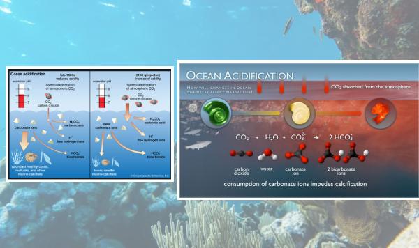 The chemistry of acidification